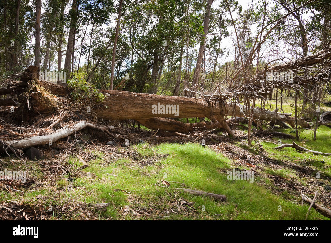A fallen eucalyptus tree, introduced as a dense fuel and now an