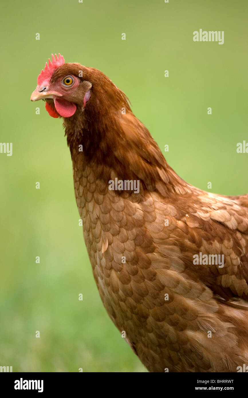 Free Range Chickens Out At Grass Stock Photo