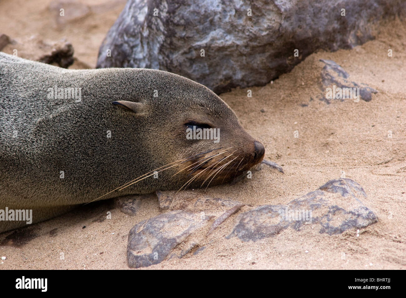 Resting Cape Fur Seal Stock Photo