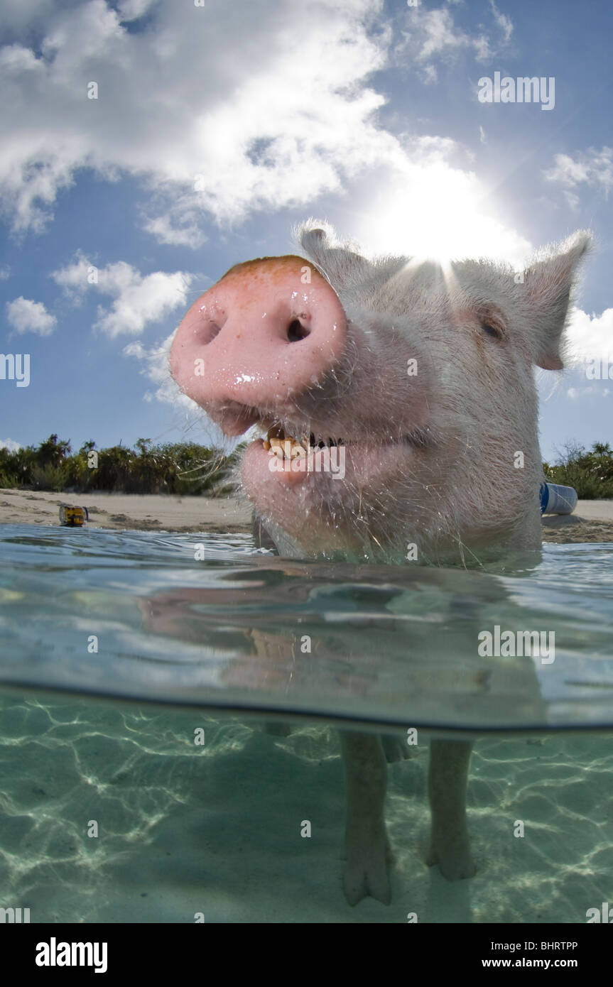 Friendly pig wading into the Caribbean ocean. Stock Photo