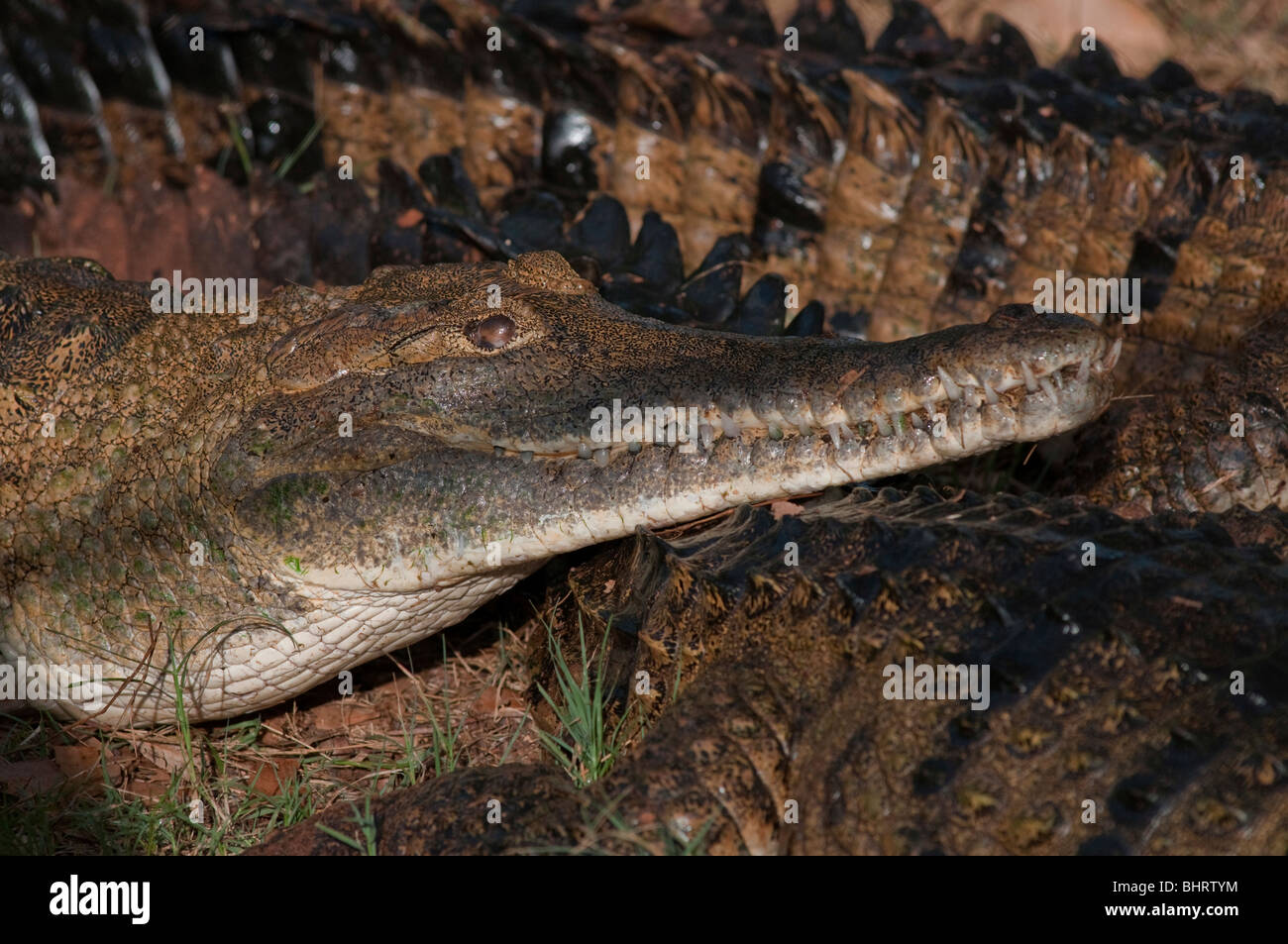 Australian fresh water crocodile (Crocodylus or Crocodylus johnstoni Photo -