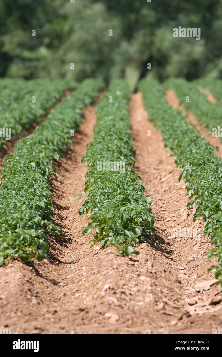 Potatoes Rows Rows Of Potatoes Stock Photo - Alamy