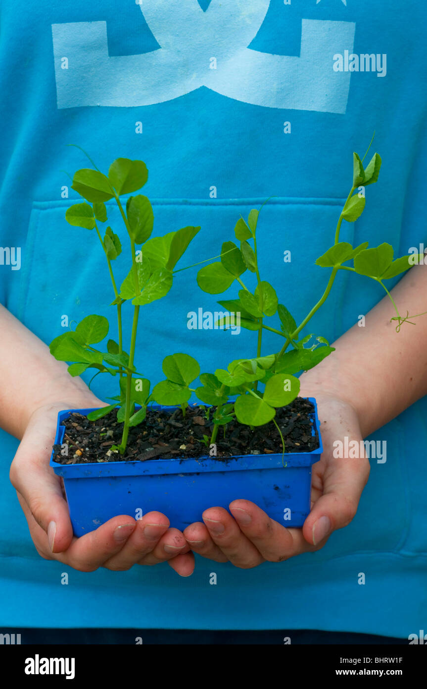 Pea seedlings ready for planting out Stock Photo Alamy