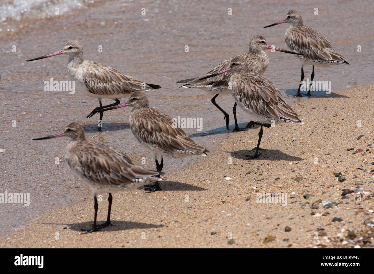A group of Bar-tailed godwits (Limosa Lapponica) on a Queensland beach. They are known to make the longest migratory flight from Alaska to New Zealand Stock Photo