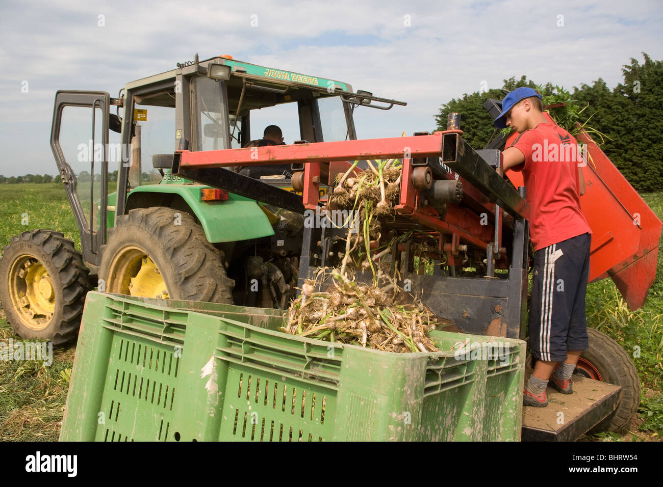 Harvesting Garlic Bulbs In Lincolnshire Stock Photo Alamy