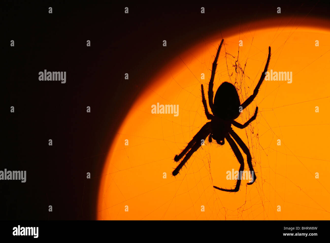 silhouette of garden spider (Araneus diadematus) at sunset Stock Photo ...
