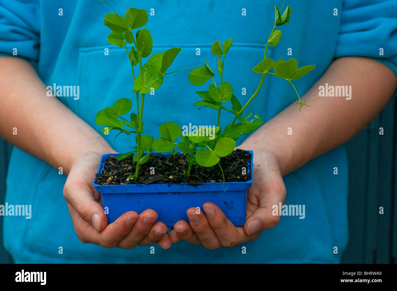 Pea seedlings ready for planting out Stock Photo Alamy