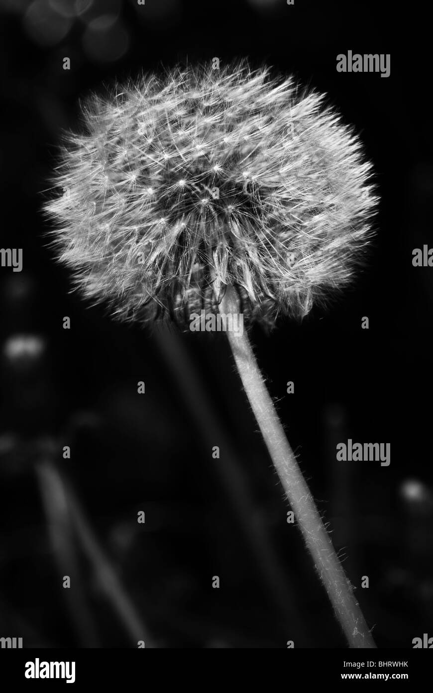 Close up of dandelion weed with pollinating petals. Stock Photo