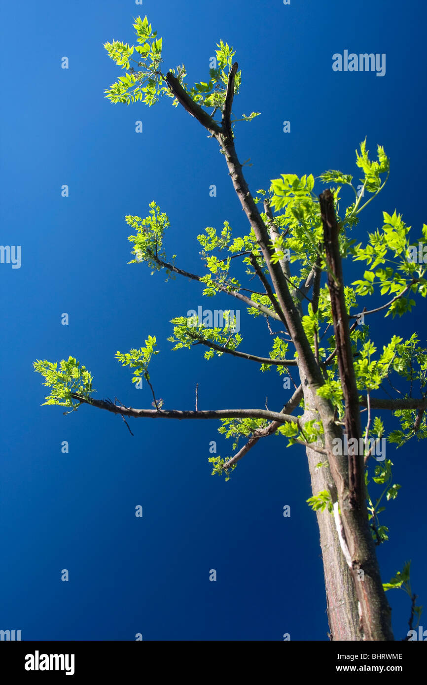 Spring Time Tree Life Tree cut rebirth hi-res stock photography and images - Alamy
