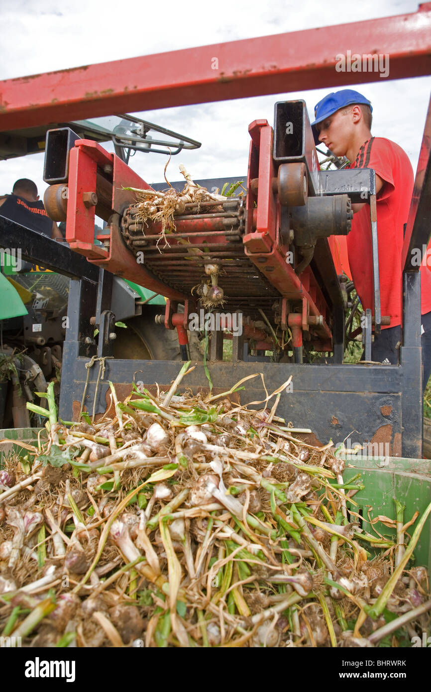 Harvesting garlic bulbs hires stock photography and images Alamy