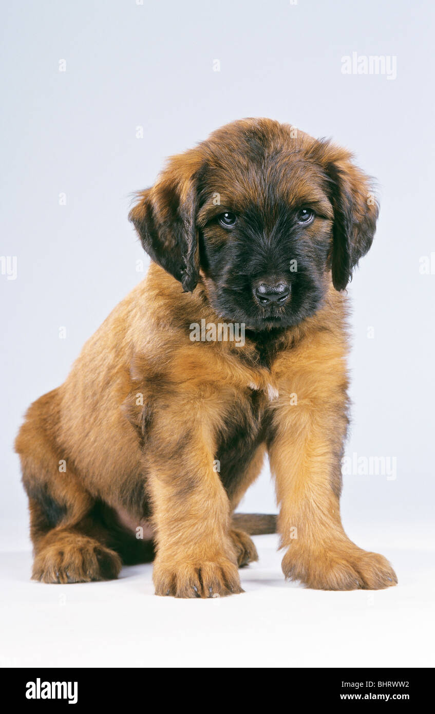Briard dog - puppy - sitting - cut out Stock Photo - Alamy