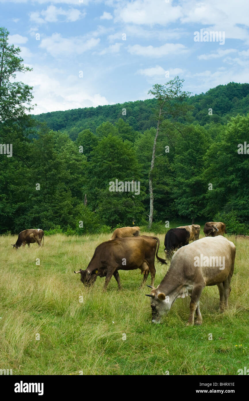 Cows grazing on a grassfield under blue sky Stock Photo - Alamy
