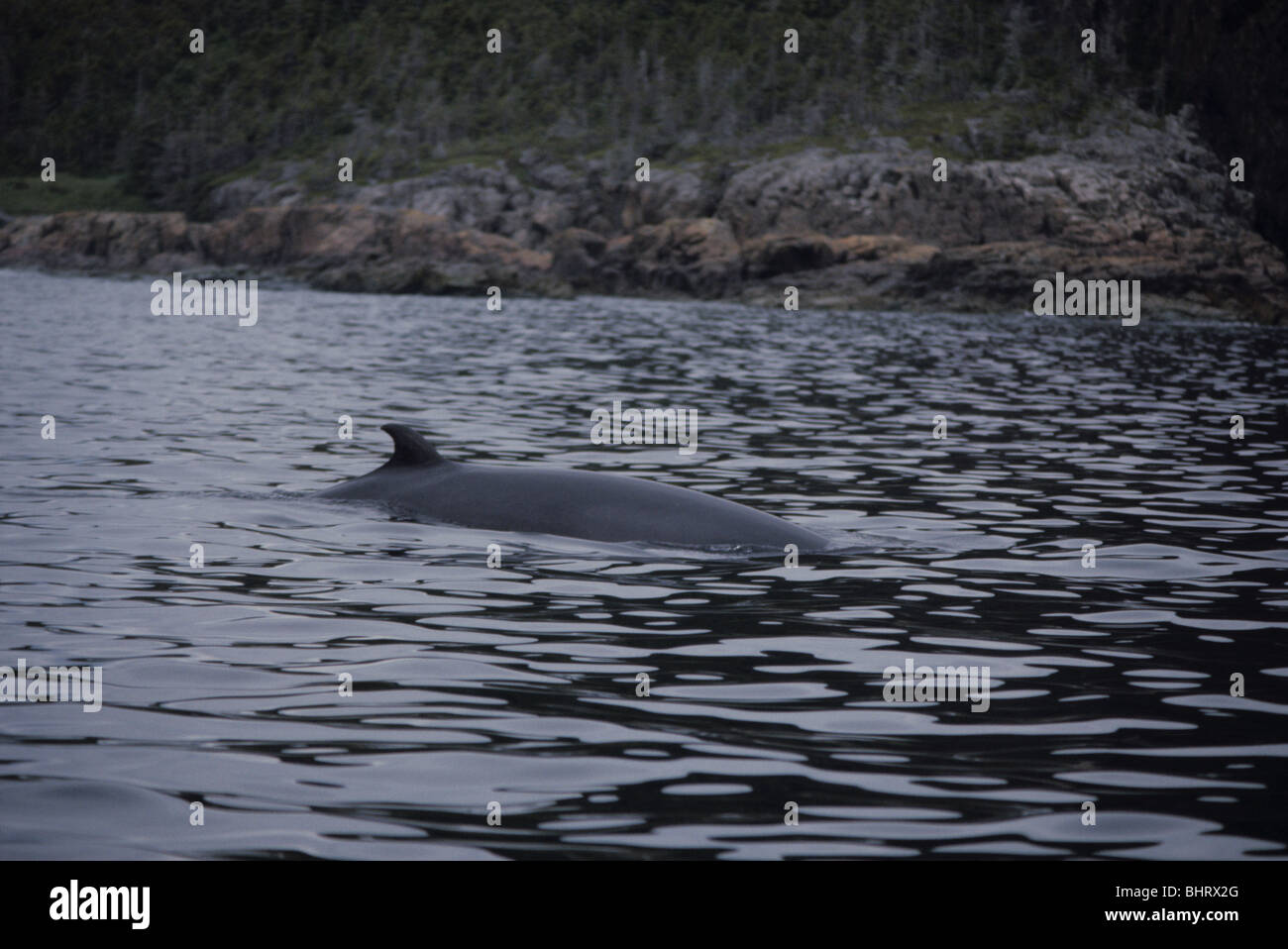 Minke whale in north hi-res stock photography and images - Alamy