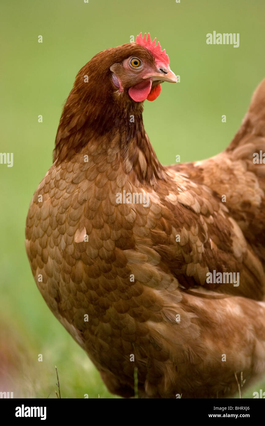 Free Range Chickens Out At Grass Stock Photo