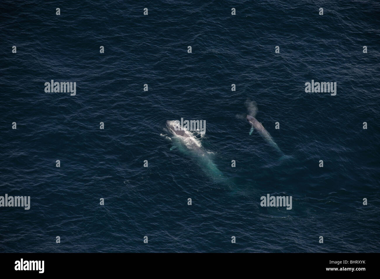 Blue whale calf hi-res stock photography and images - Alamy