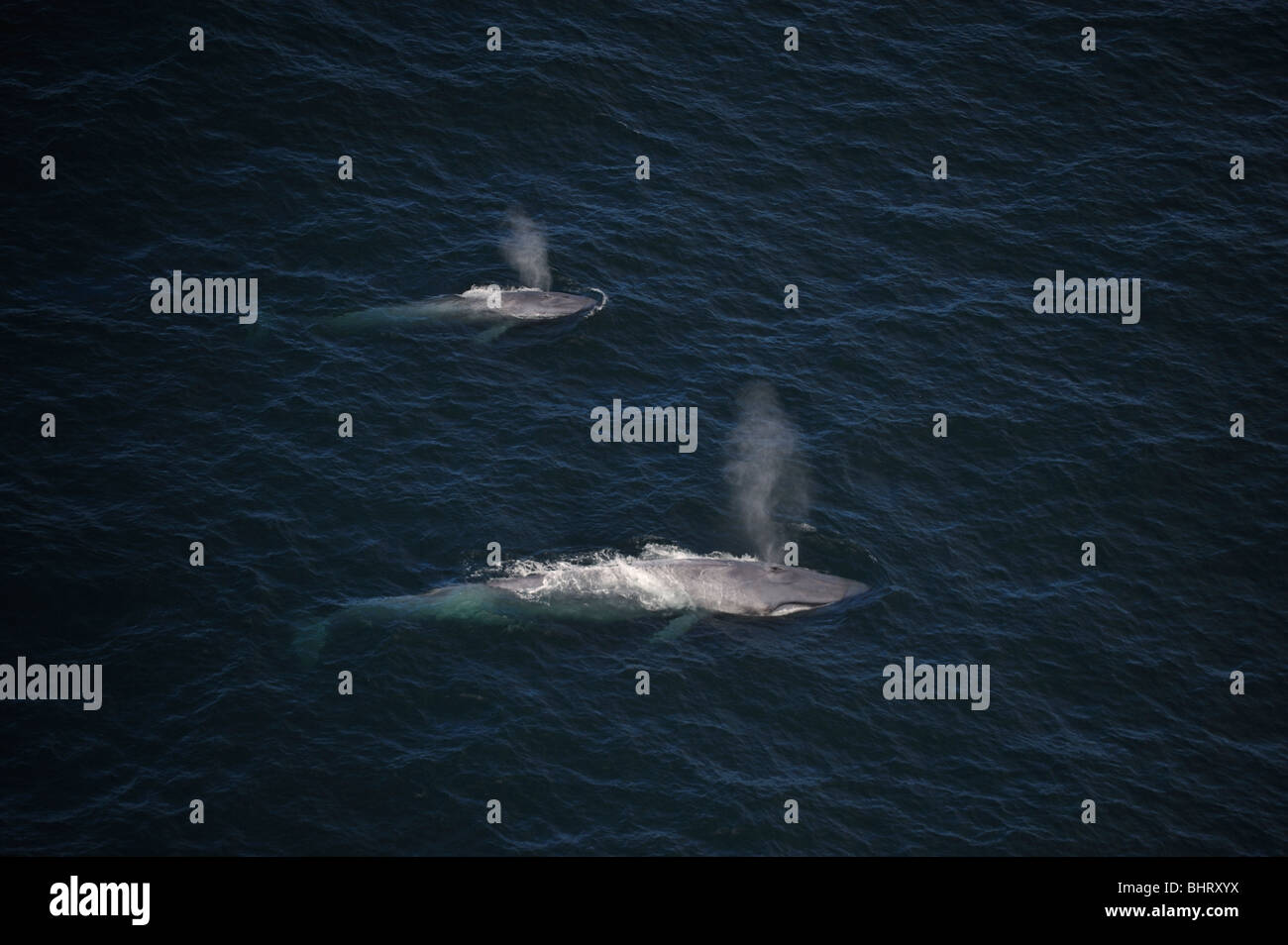 BLUE WHALE CALF AND MOTHER, BREATHING, AUSTRALIA Stock Photo