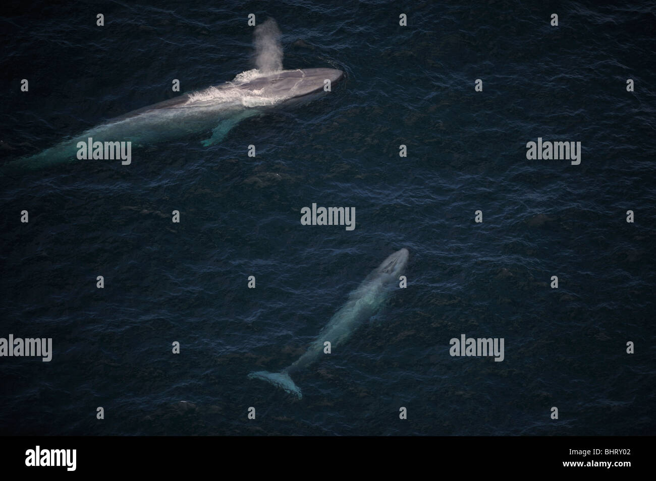 BLUE WHALE CALF AND MOTHER, BREATHING, AUSTRALIA Stock Photo