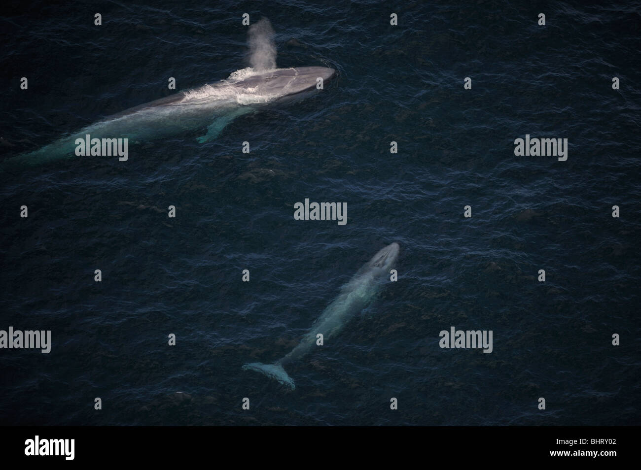 Blue whale and calf hi-res stock photography and images - Alamy