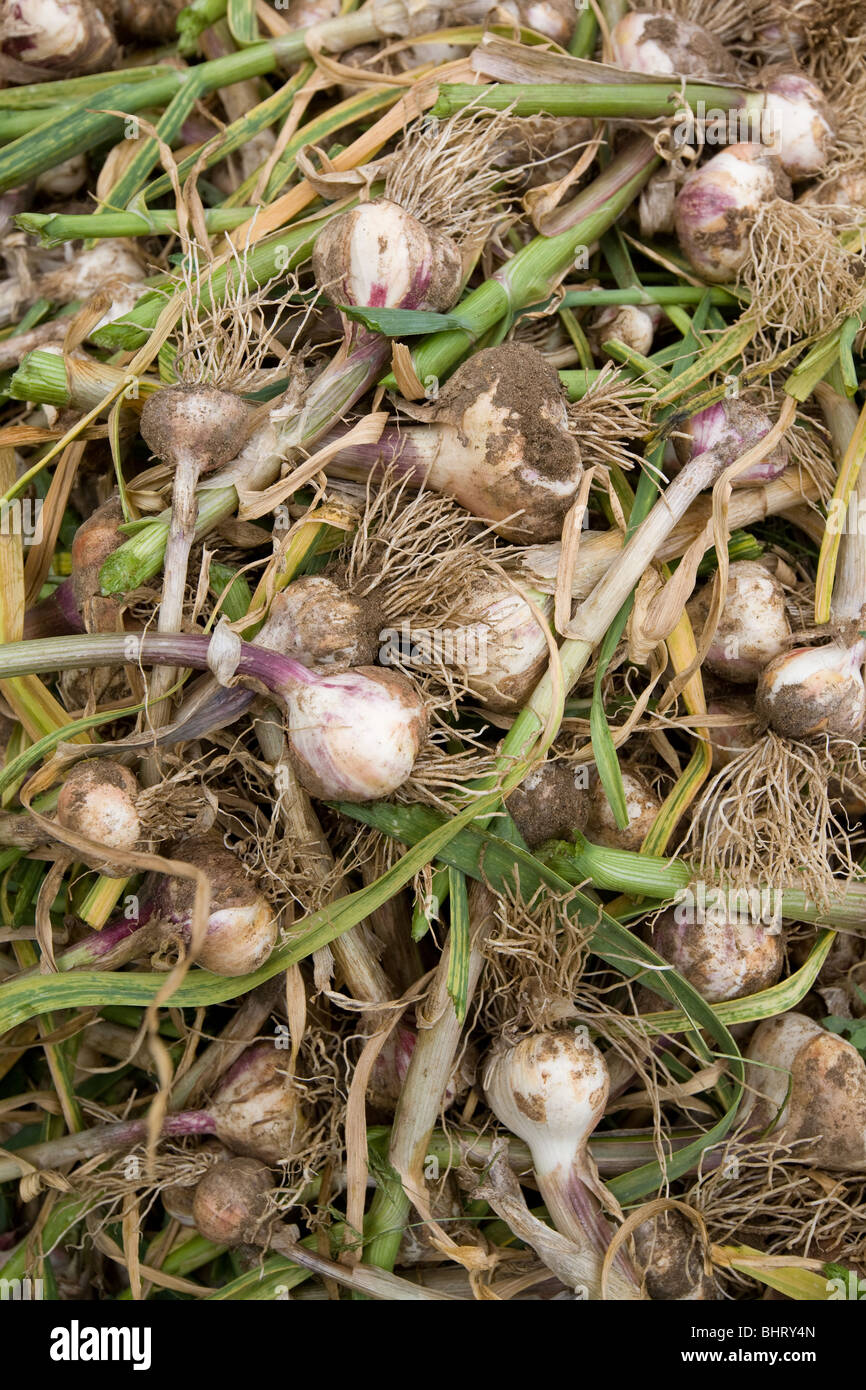 Harvesting Garlic Bulbs In Lincolnshire Stock Photo Alamy