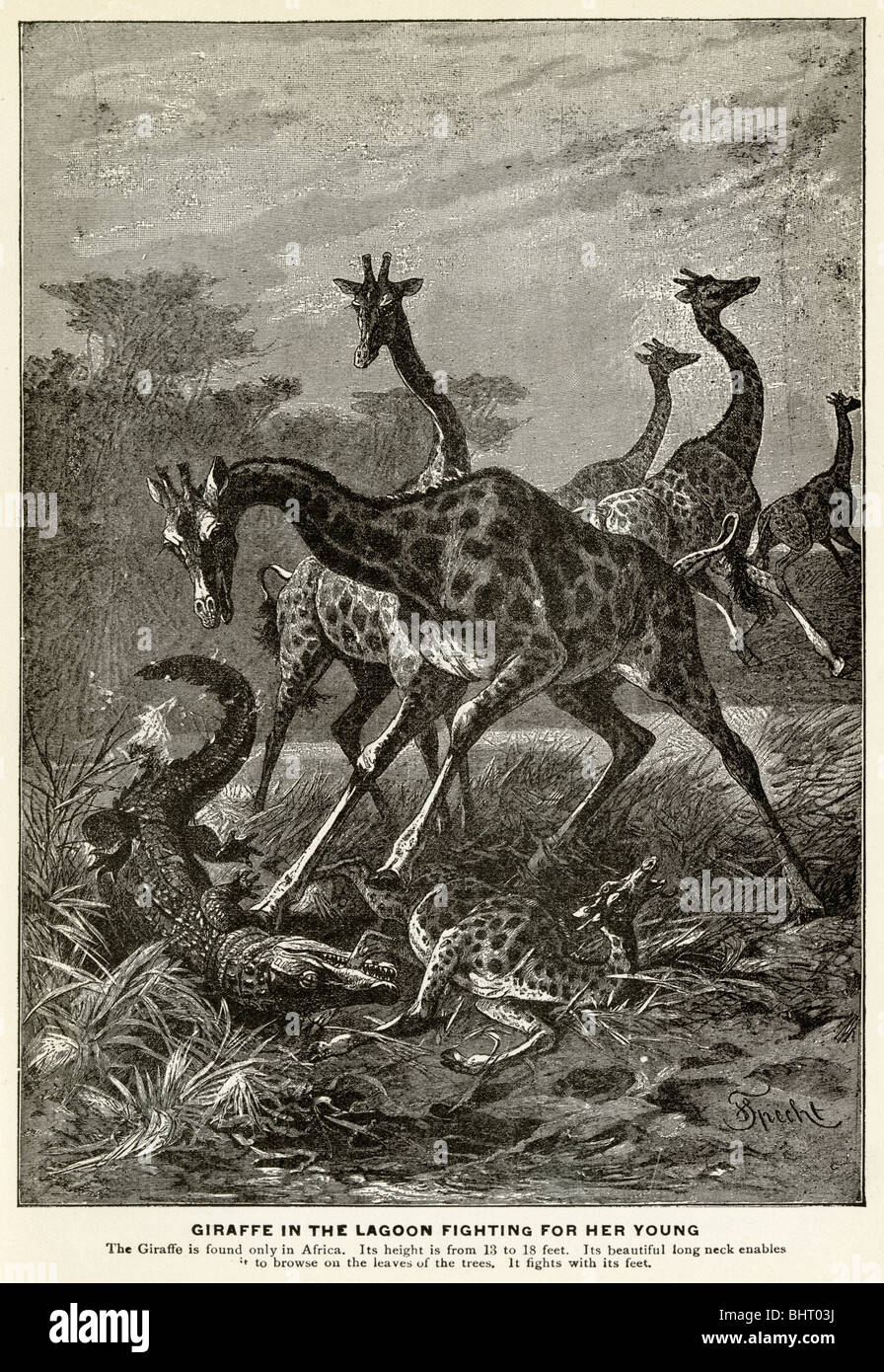 1901 engraving, Giraffe in the lagoon fighting for her young. Stock Photo