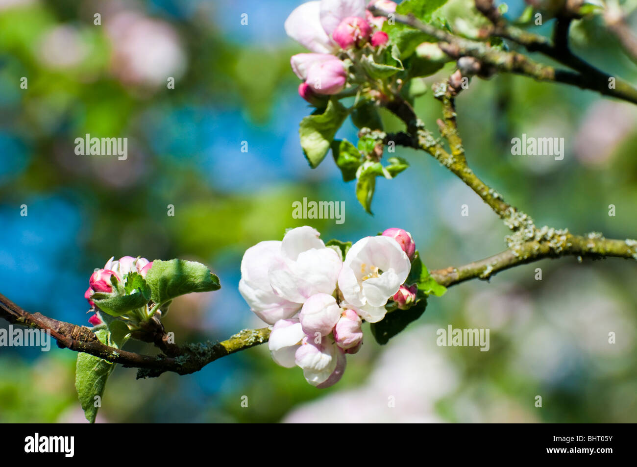 apple blossom, flowering apple tree, spring, Wiesbaden, Taunus, Hessen, Germany Stock Photo