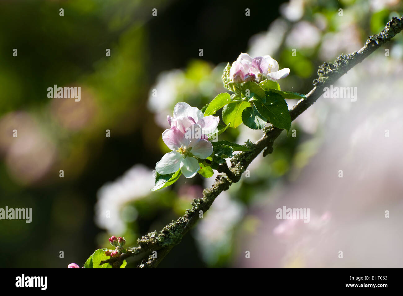 apple blossom, flowering apple tree, spring, Wiesbaden, Taunus, Hessen, Germany Stock Photo