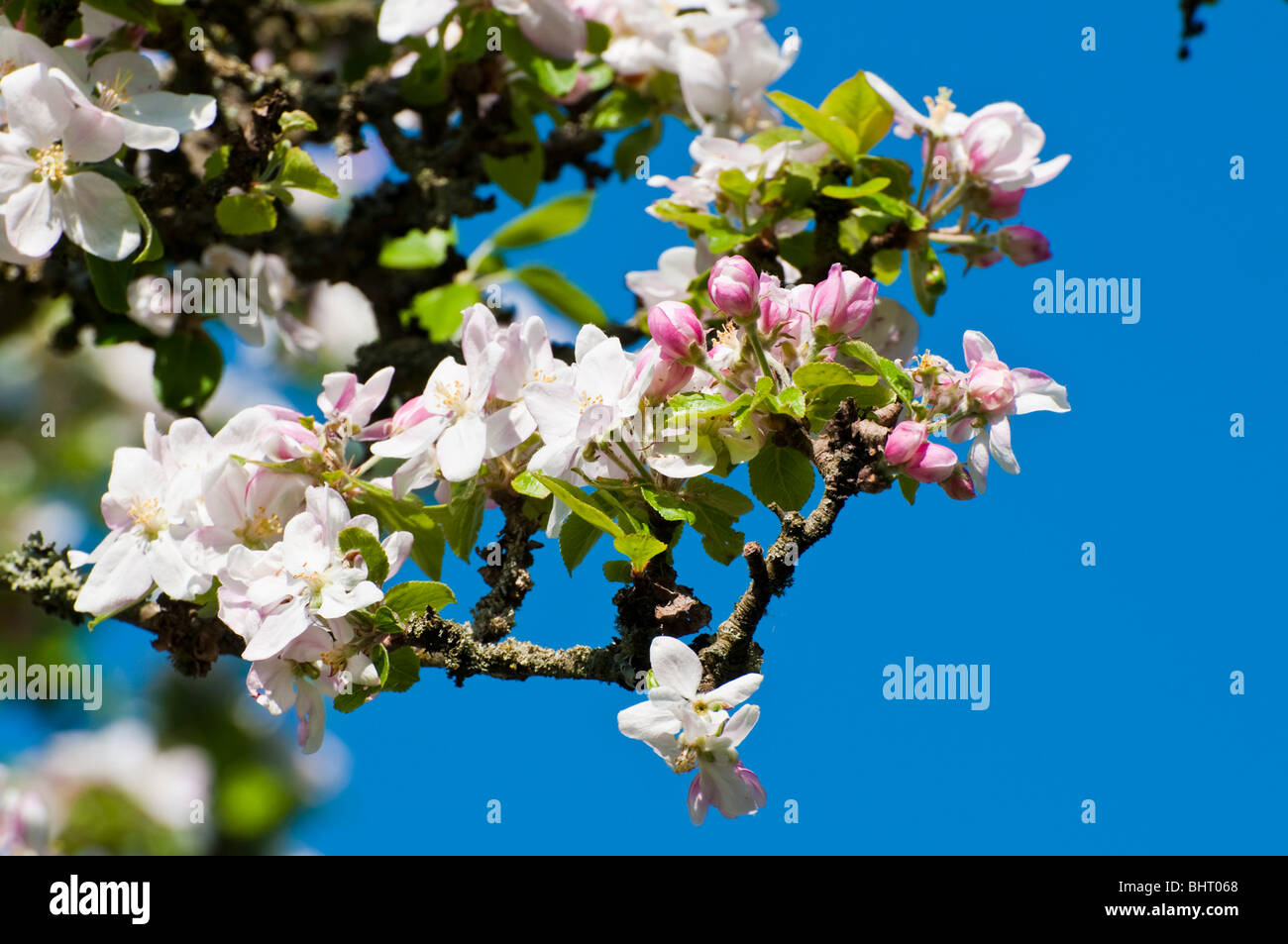 apple blossom, flowering apple trees, spring, Wiesbaden, Taunus, Hessen, Germany Stock Photo