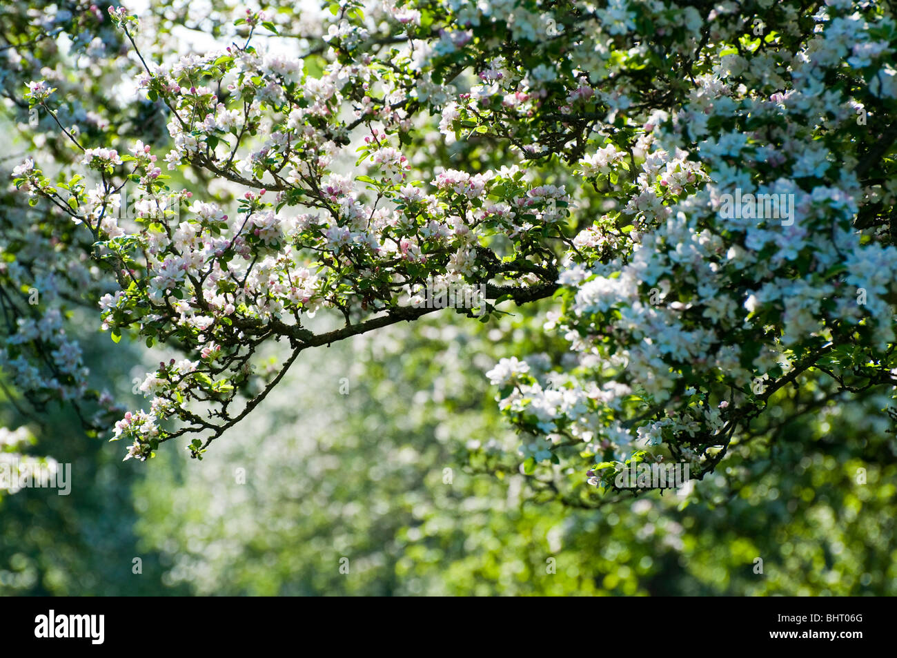 apple blossom, flowering apple trees, spring, Wiesbaden, Taunus, Hessen, Germany Stock Photo