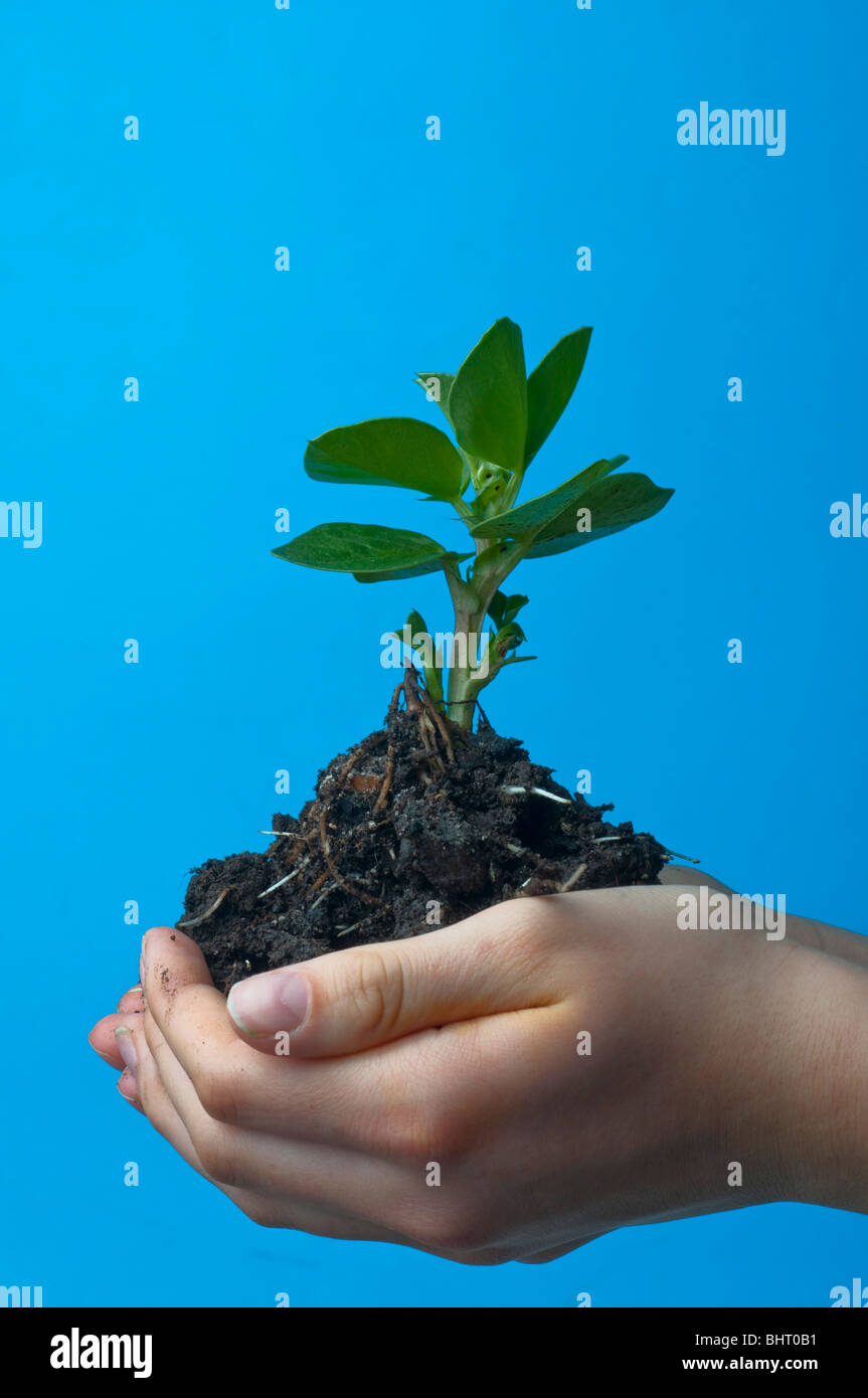 Broad bean seedling in female hands against blue background Stock Photo