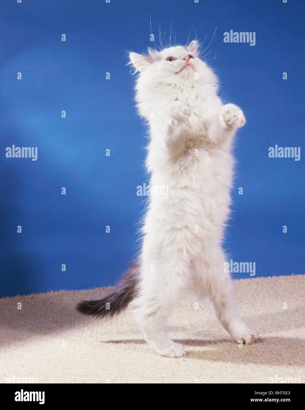 white domestic cat - standing on hindlegs Stock Photo