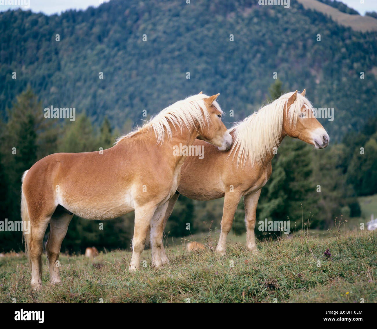 two Haflinger horses - standing on the meadow Stock Photo