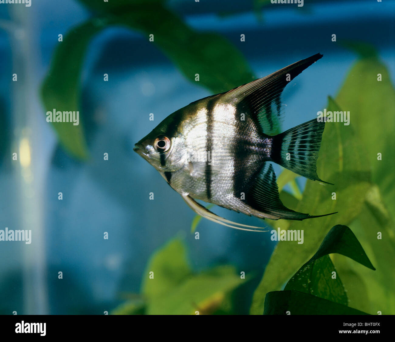 Freshwater Angelfish (Pterophyllum scalare) in an aquarium Stock Photo ...