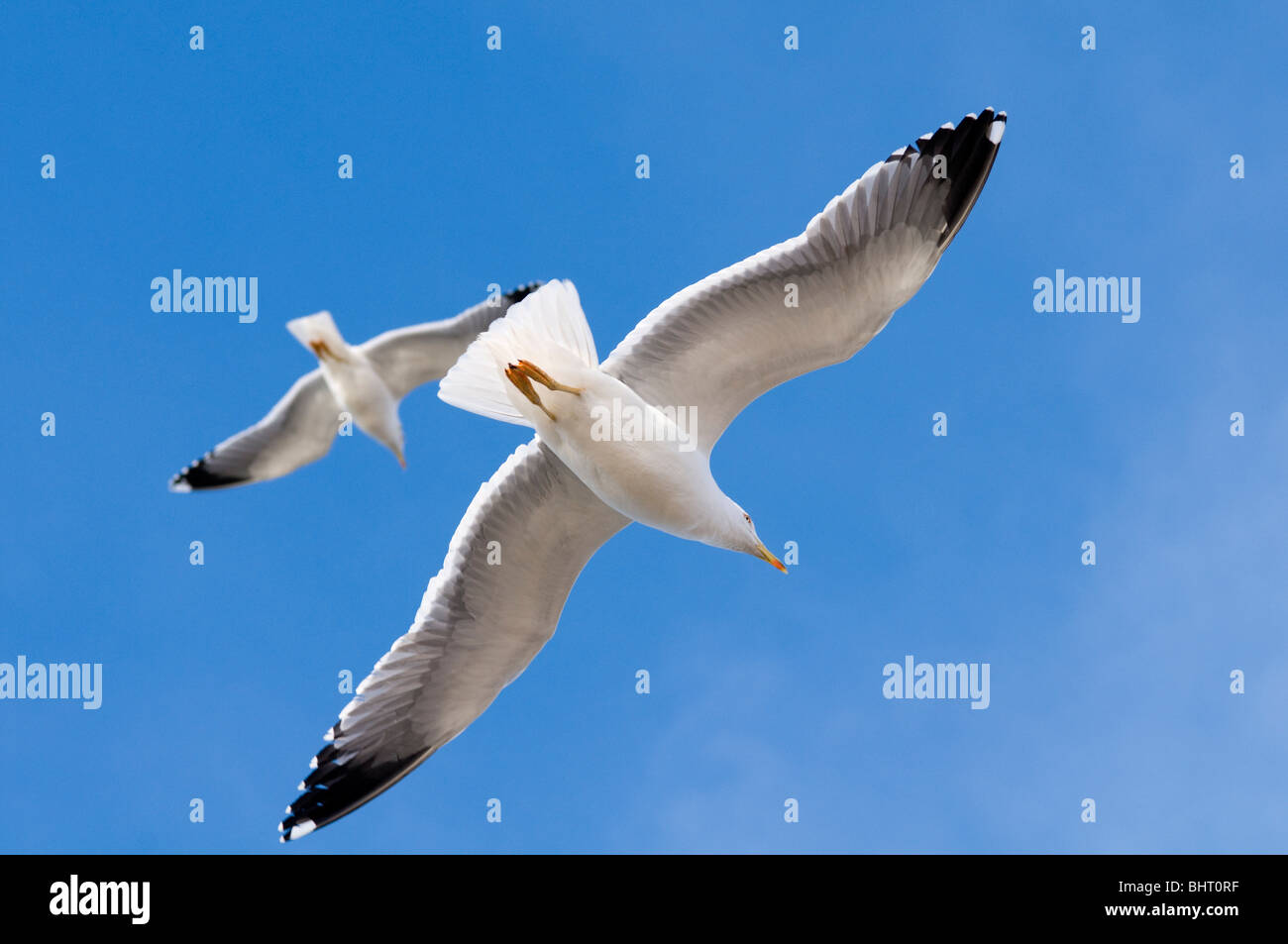 Looking up at the underside of two Herring gulls in flight Stock Photo