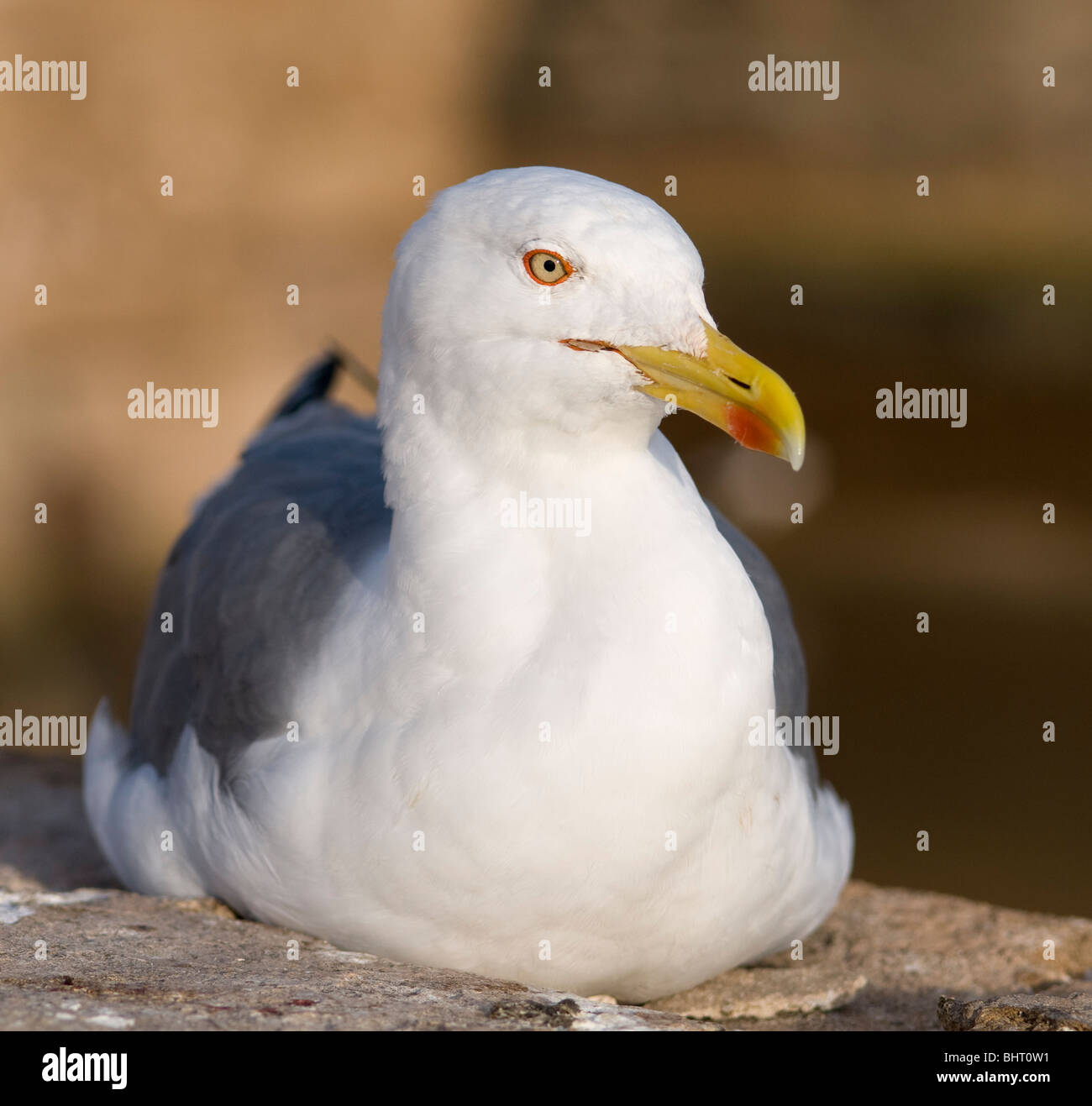 Portrait of a Herring gull showing the characteristic red spot seen