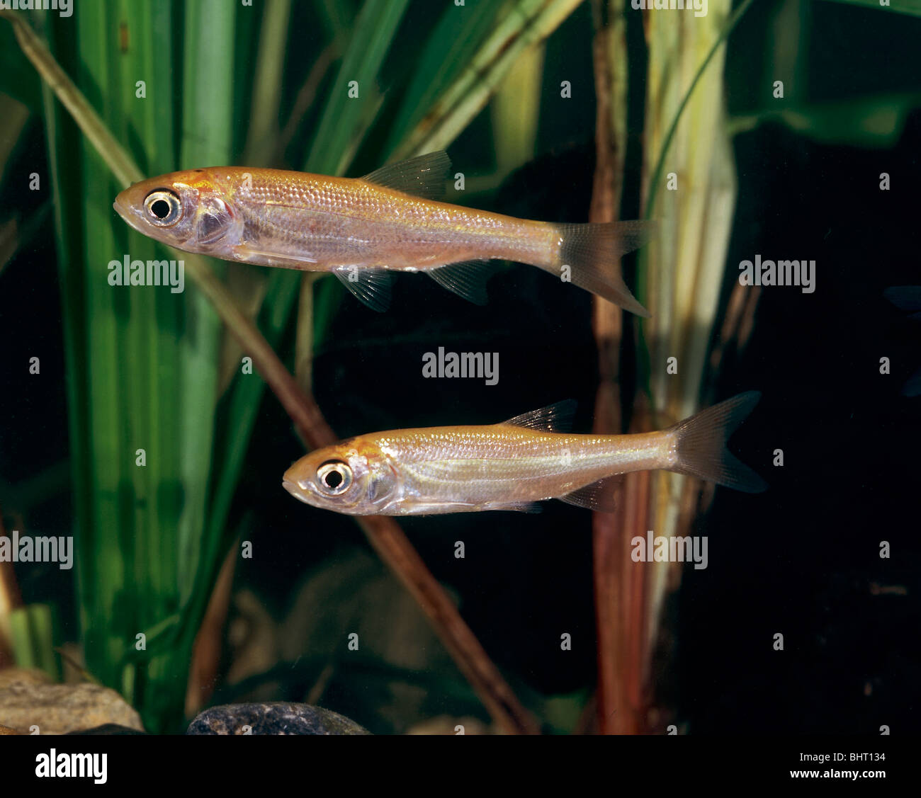 Ide, Orfe (Leusiscus idus), two individuals under water Stock Photo