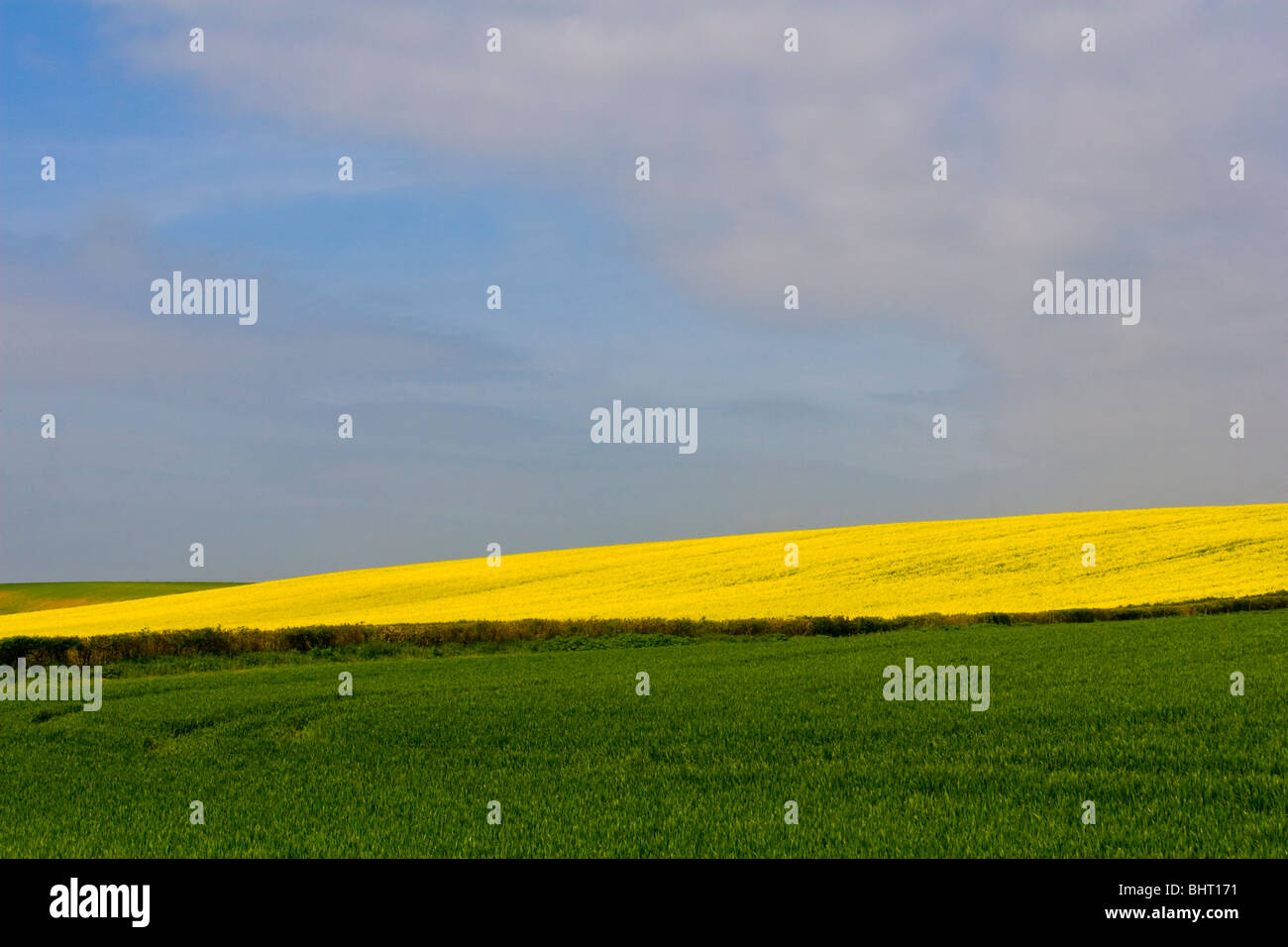 Beautiful blue sky with green and yellow fields in Dorset, England