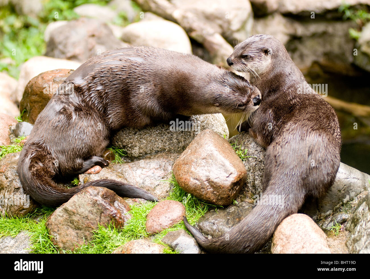 Canadian river otters Stock Photo