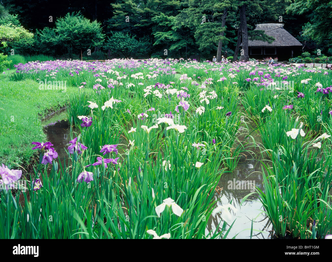 Iris at Koishikawa Korakuen Garden, Bunkyo, Tokyo, Japan Stock Photo