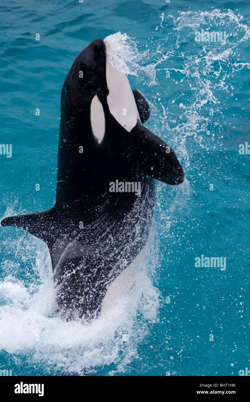 ORCA, KILLER WHALE JUMPING Stock Photo