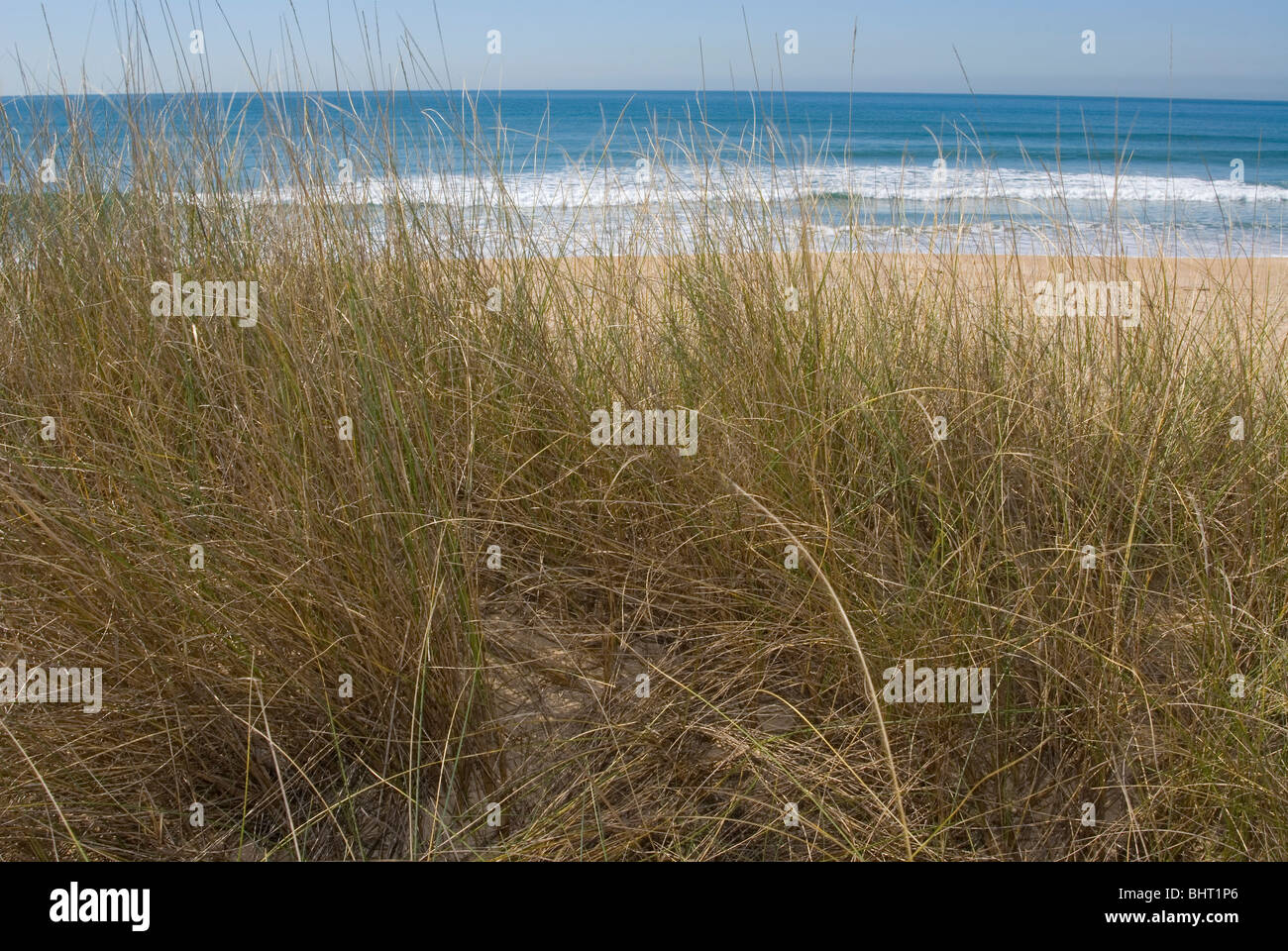 European Marram Grass or European Beachgrass (Ammophila arenaria) Stock Photo