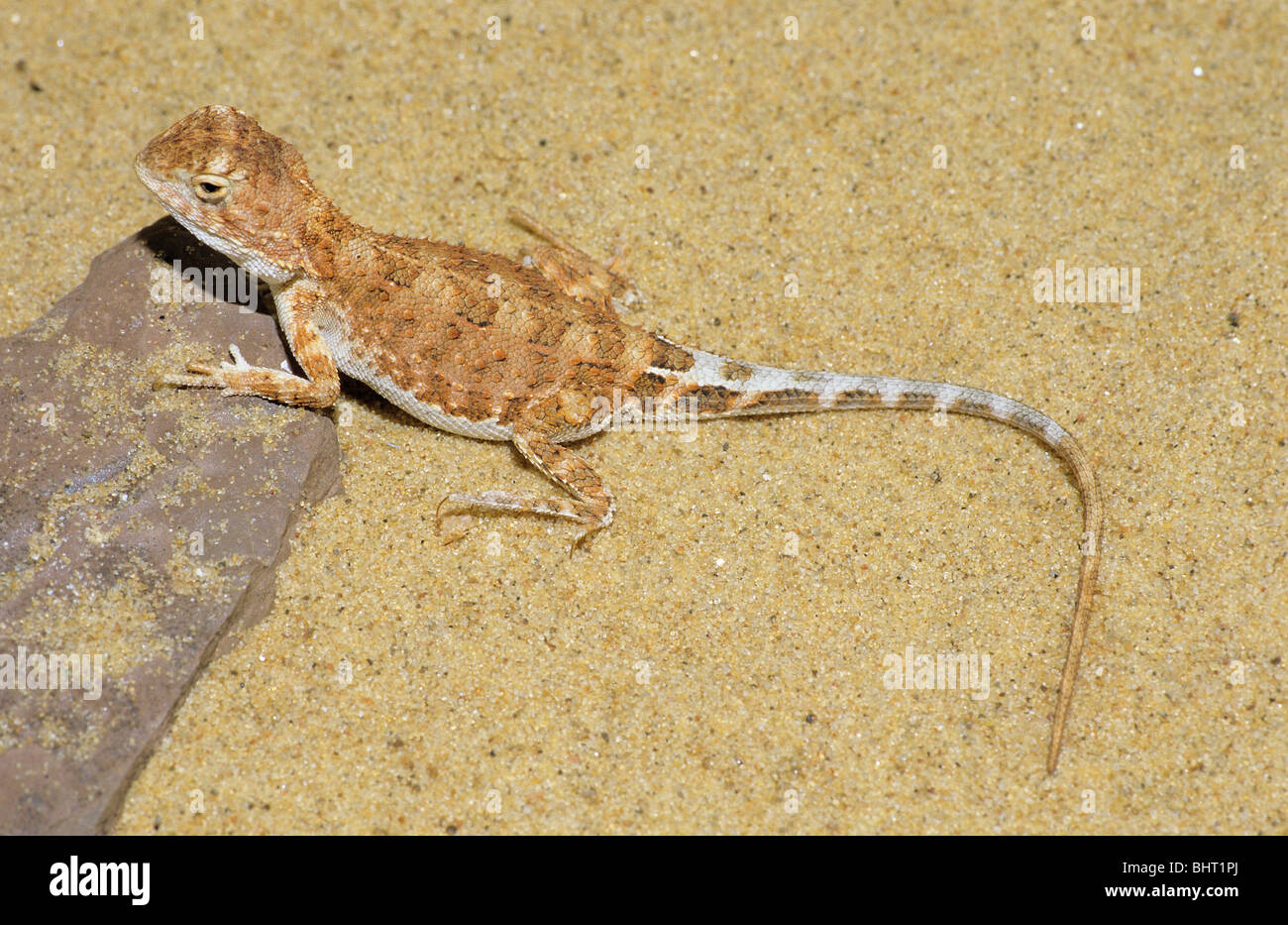 Long Tailed Earless Dragon in the sand / Tympanocryptis tetraporophora Stock Photo