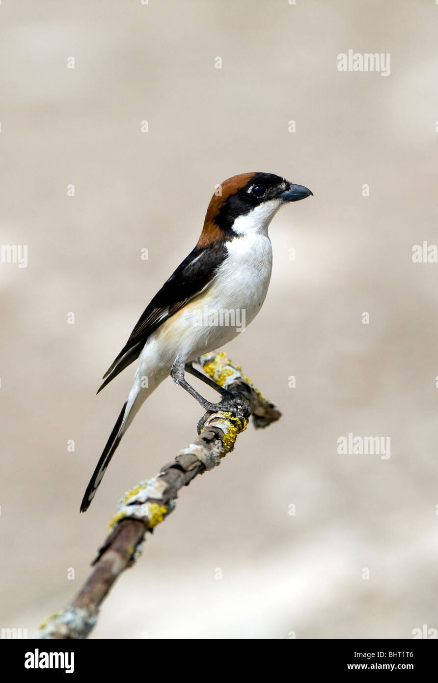 Woodchat Shrike (Lanius senator) perching on twig Stock Photo