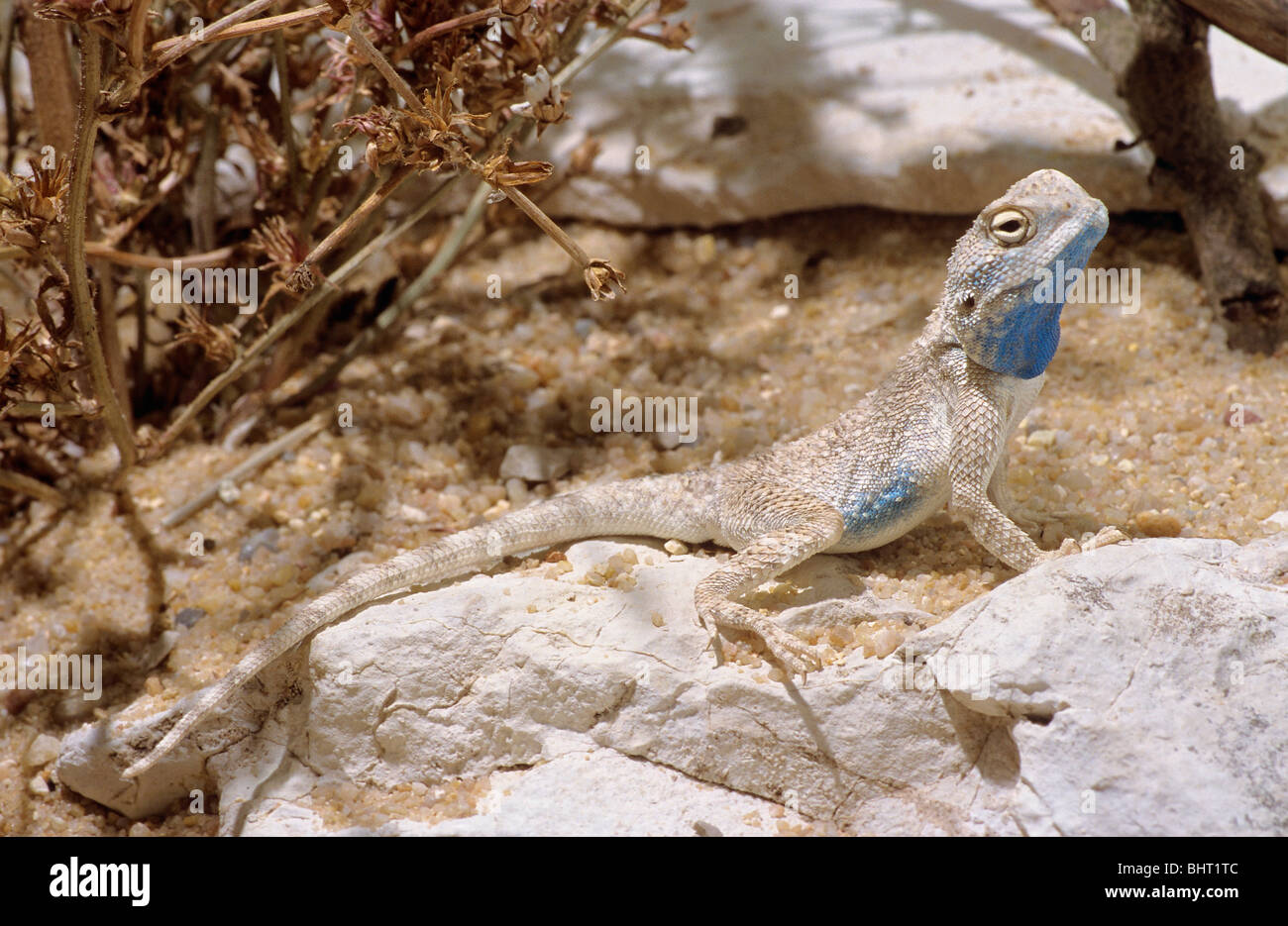 Desert Agama (male) - on a stone / Trapelus mutabilis Stock Photo