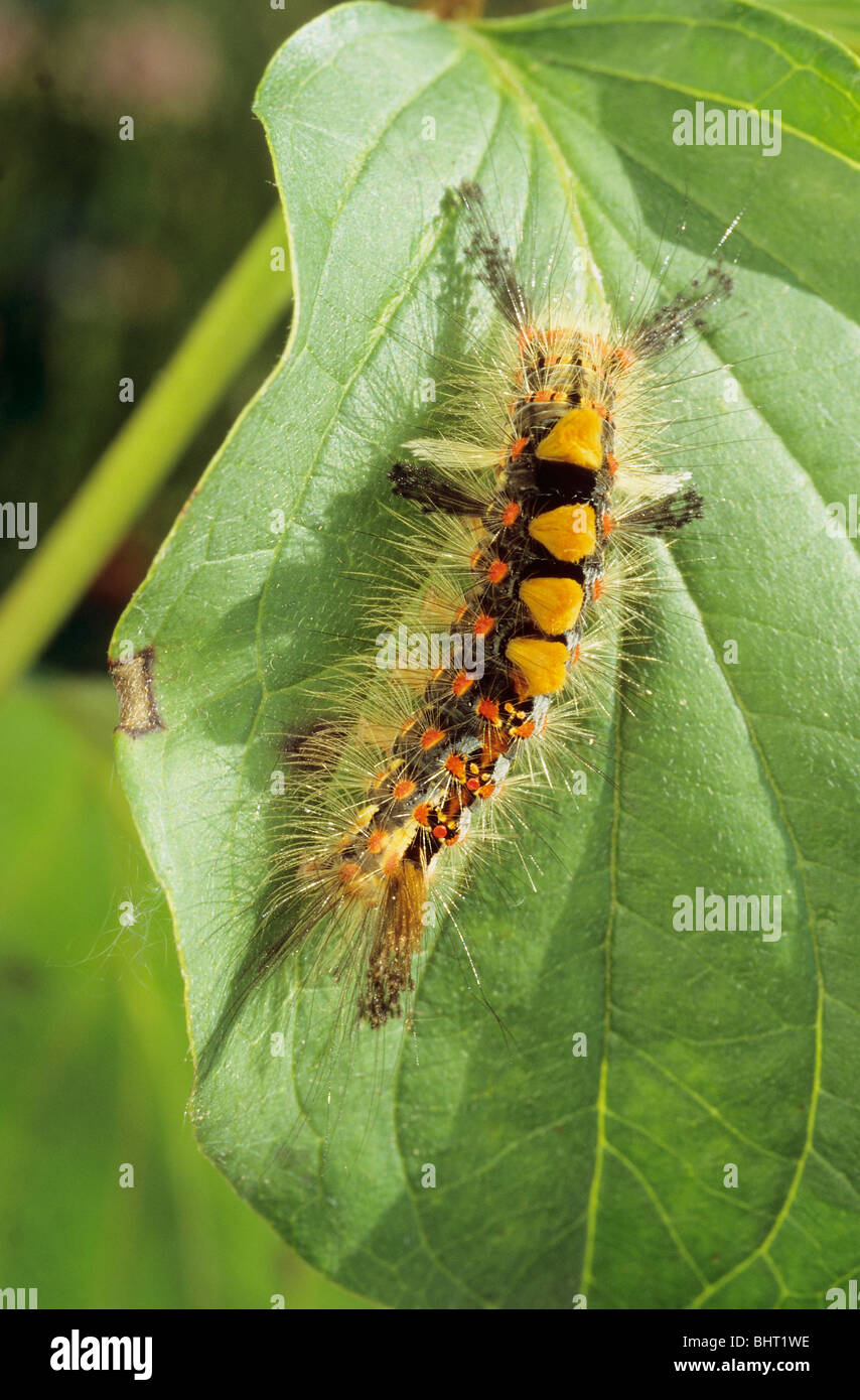 Vapourer Moth, Common Vapourer, Rusty Tussock Moth (Orgyia antiqua), caterpillar on leaf Stock Photo