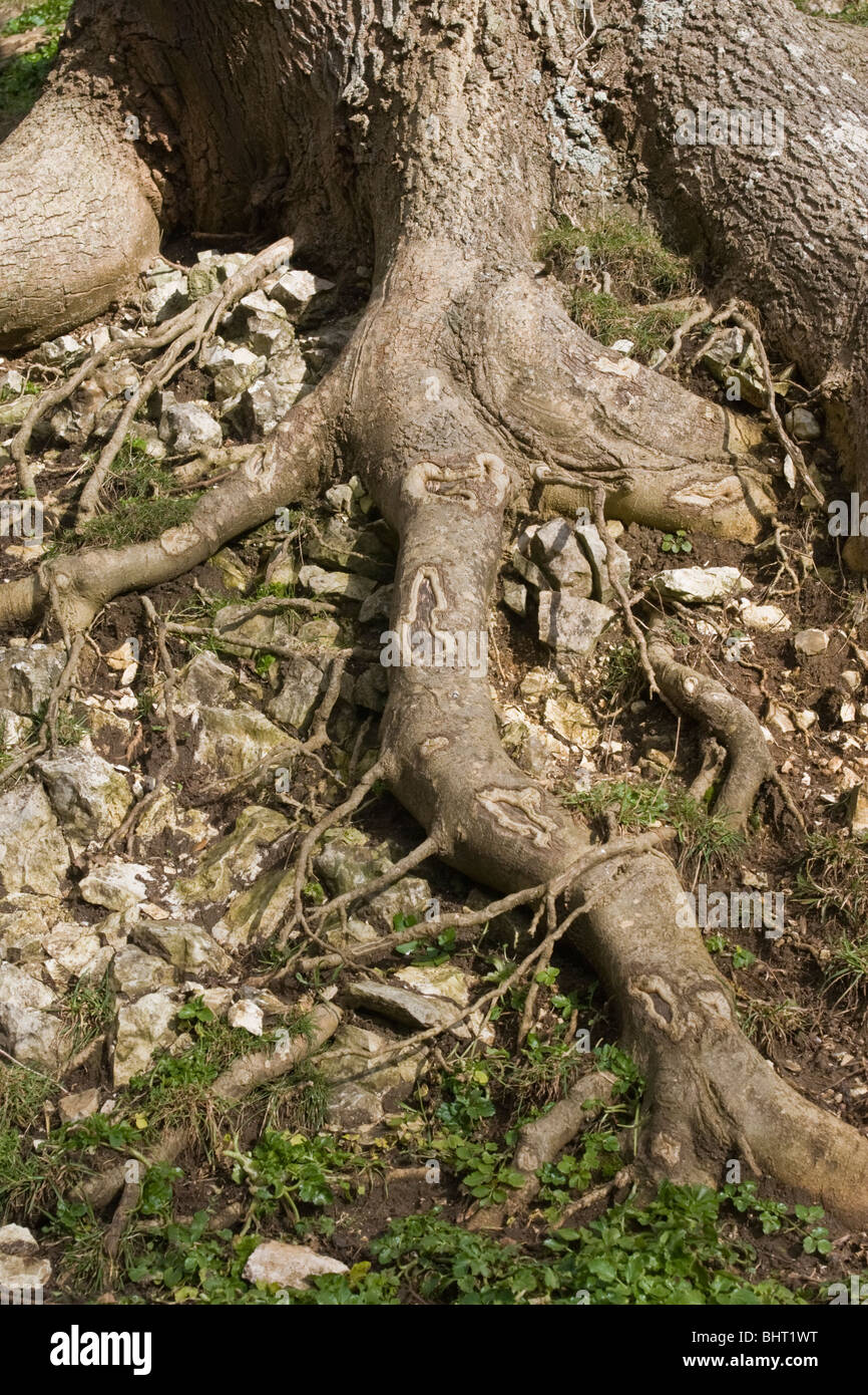 The roots of a tree are embedded in earth, providing anchorage for the