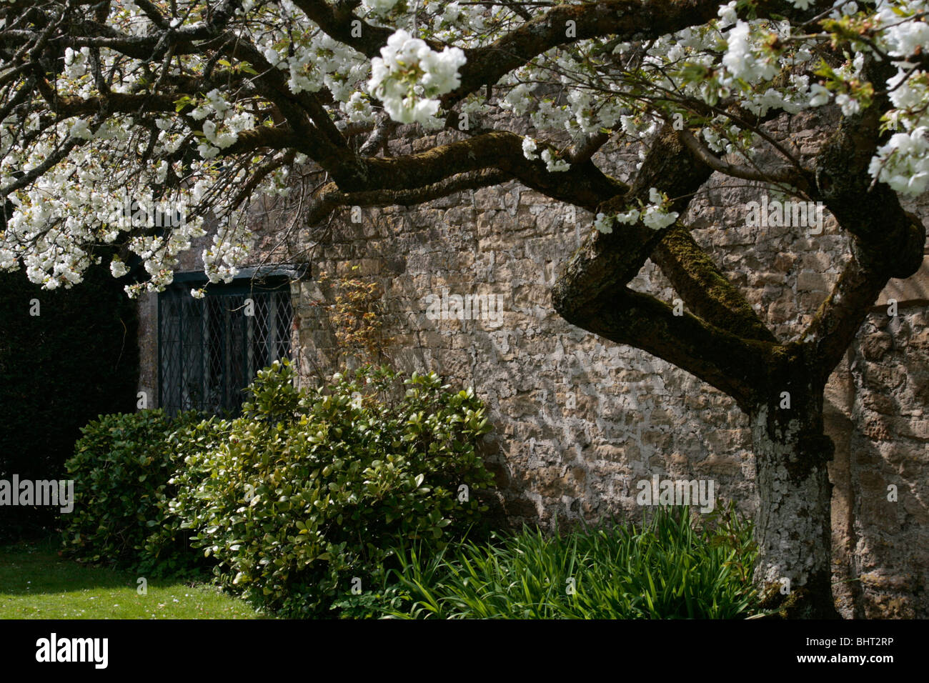 Apple tree in full blossom Stock Photo - Alamy