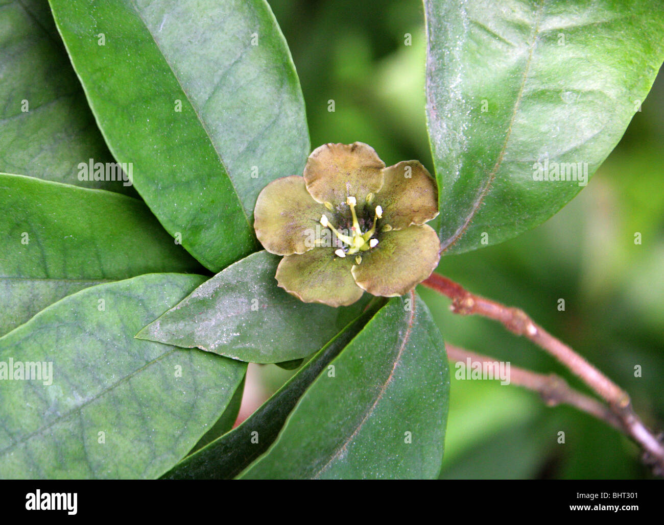 Flower of Death, Emerald Flower, Deherainia smaragdina, Theophrastaceae, Belize, Guatemala, Honduras, Mexico, Central America. Stock Photo