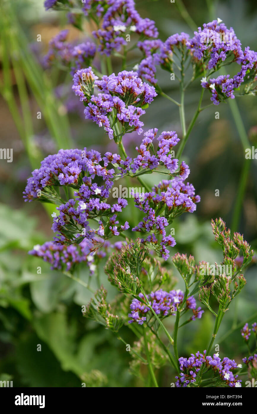 Statice, Sea Lavender or Statice Lavender, Limonium spectabile, Plumbaginaceae, Canary Islands, Spain, Africa Stock Photo