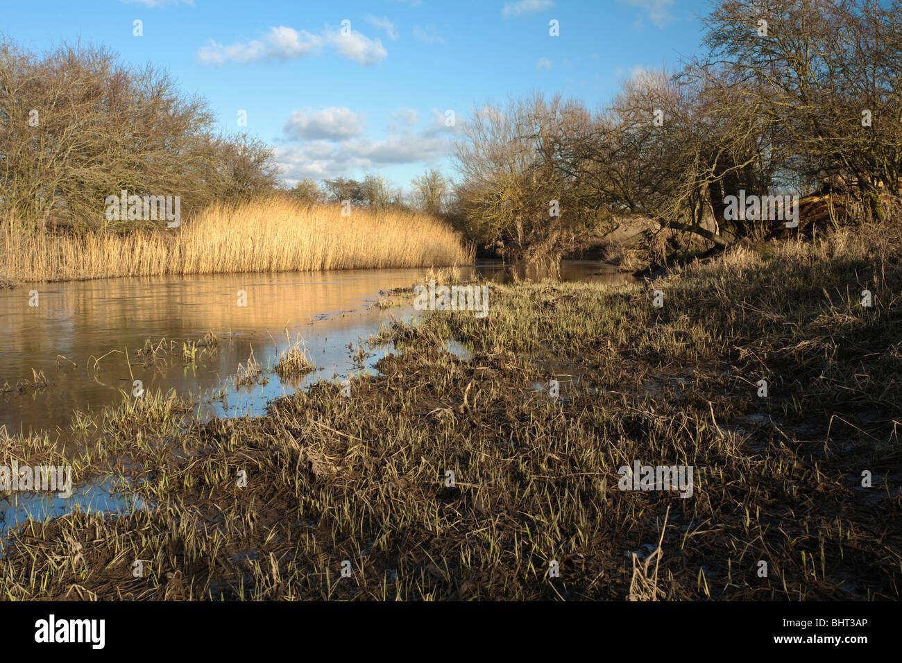 Upper Reaches Of The River Thames Near Cricklade Wiltshire Uk Stock
