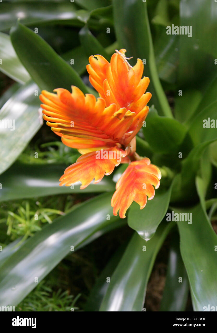 Orange Bromeliad Hybrid, Vriesea carinata, Bromeliaceae. Bromeliad Houseplant Stock Photo